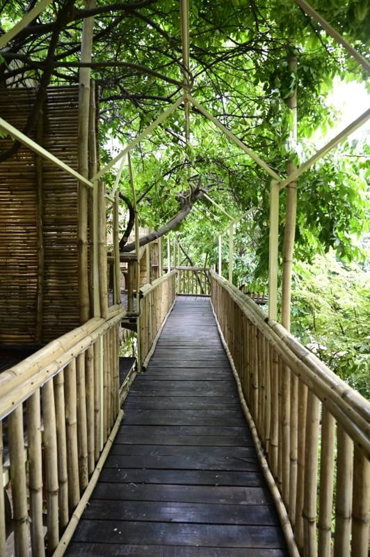 Way to Tree House Image 6